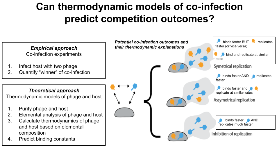 A graphical abstract titled "Can thermodynamic modelsof co-infection predict competition outcomes?" content is spelled out below..