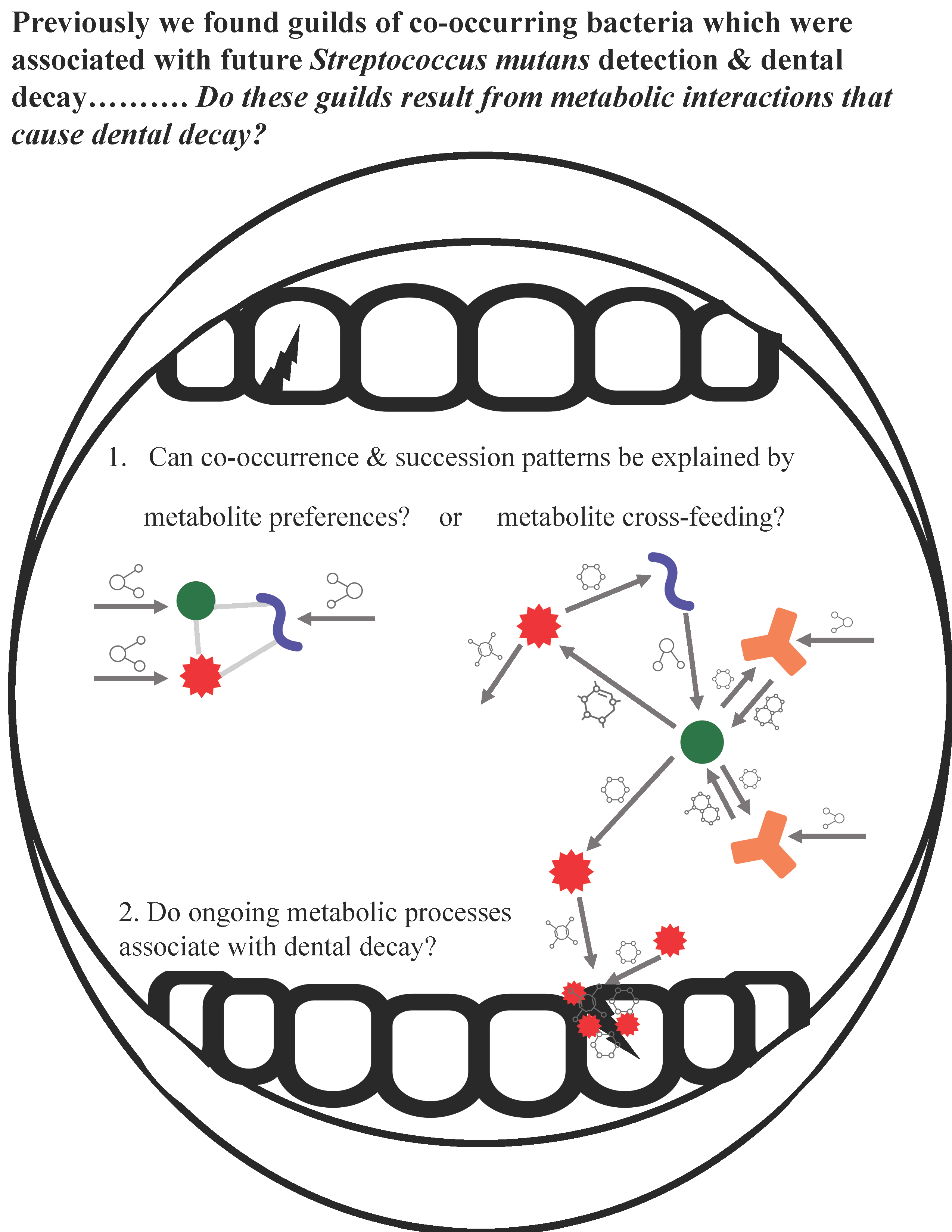 This graphical abstract is an open mouth with shapes representing different bacteria that may cause carries. Text includes: Previously we found guilds of co-occurring bacteria which were associated with future Streptococcus mutans detection & dental decay